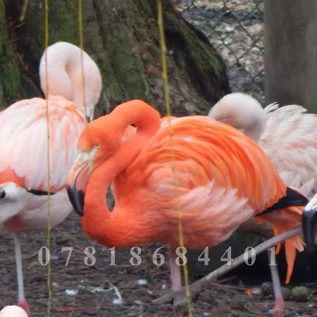 Campsite Flamingo Land - Woodlands W174 *