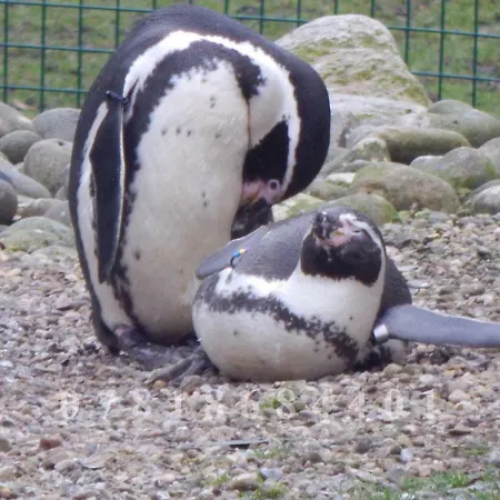 Flamingo Land - Woodlands W174 *